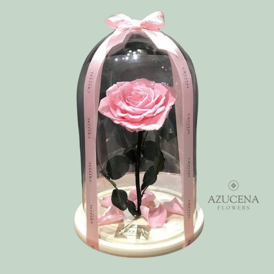 Rosa Preservada Rosada — Azucena Florería