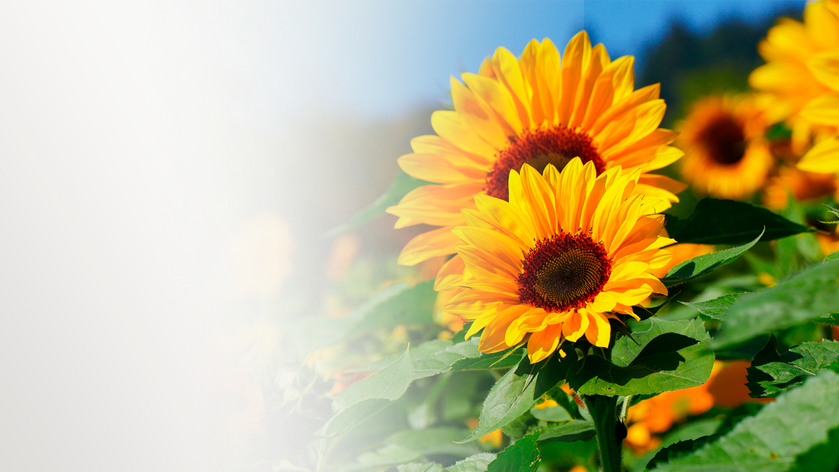 Girasoles frescos en flor, ramos de girasoles a domicilio